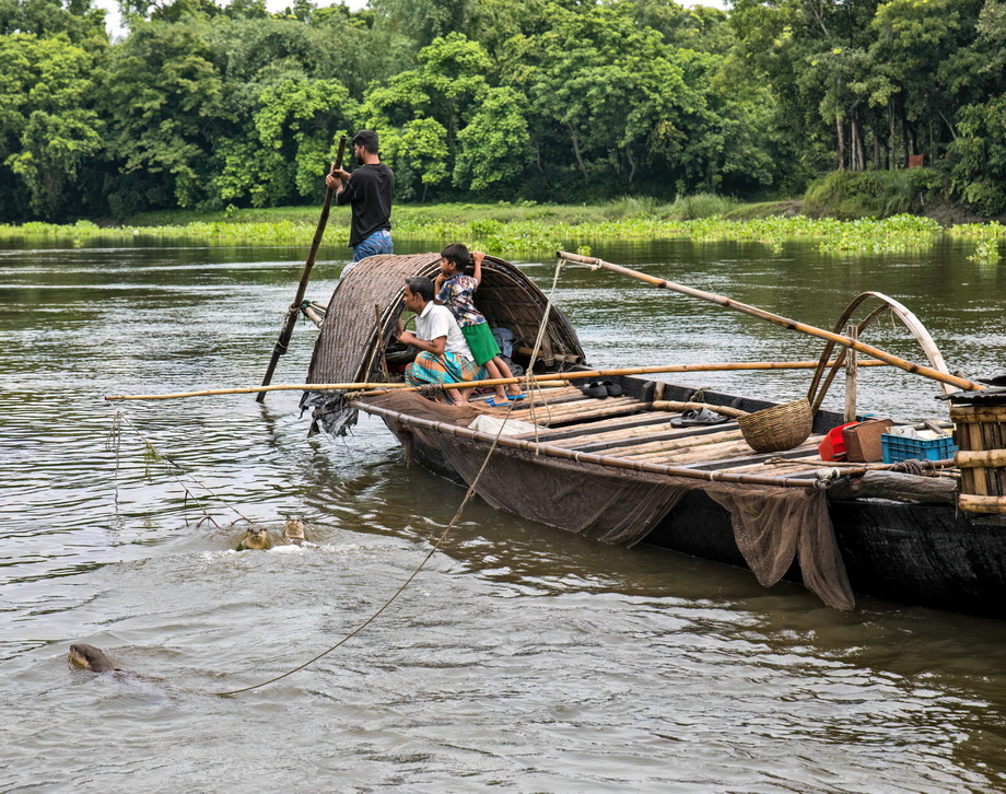 Otter Fishing in Bangladesh